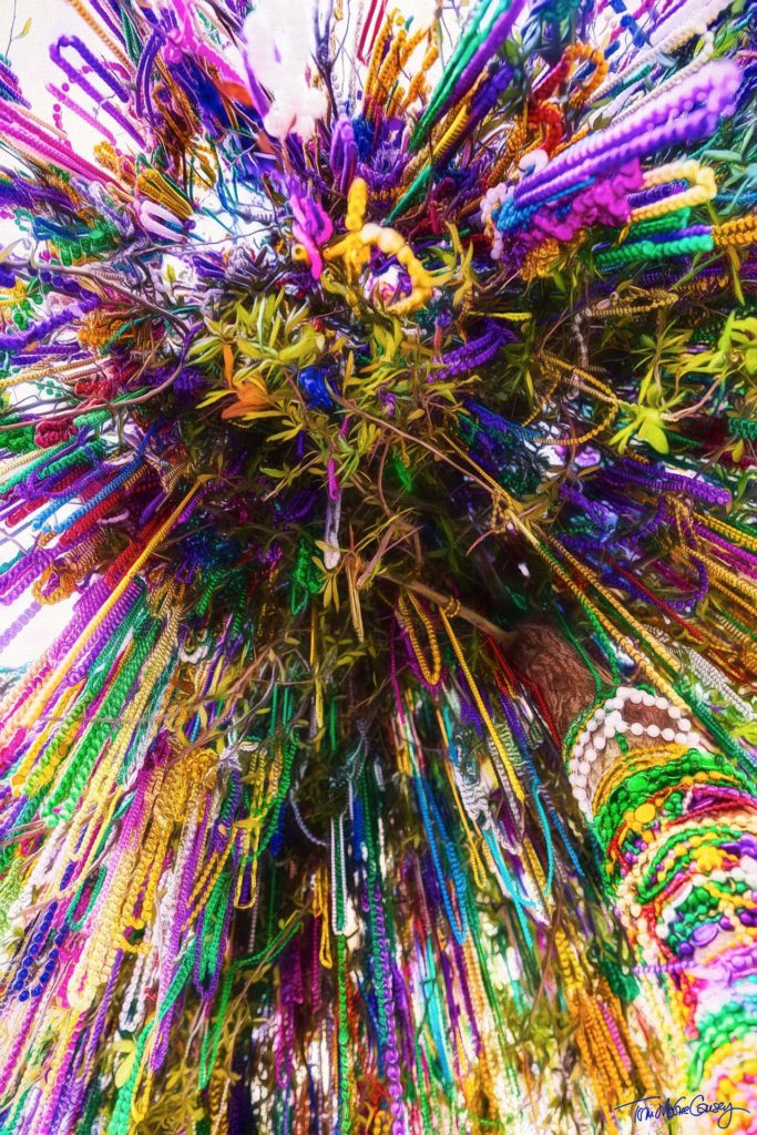 The Mardi Gras Tree